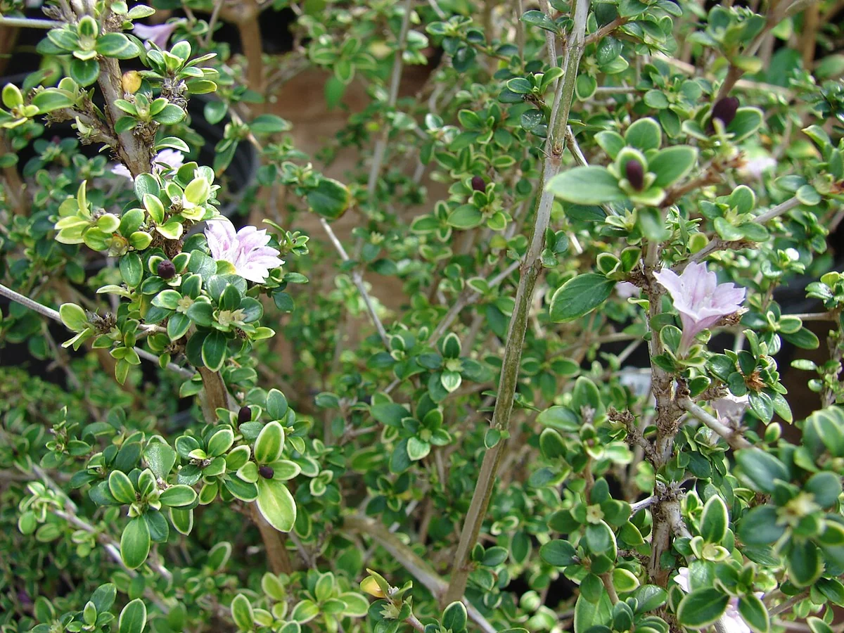 Snowrose Bonsai (Serissa japonica) in a real growing environment