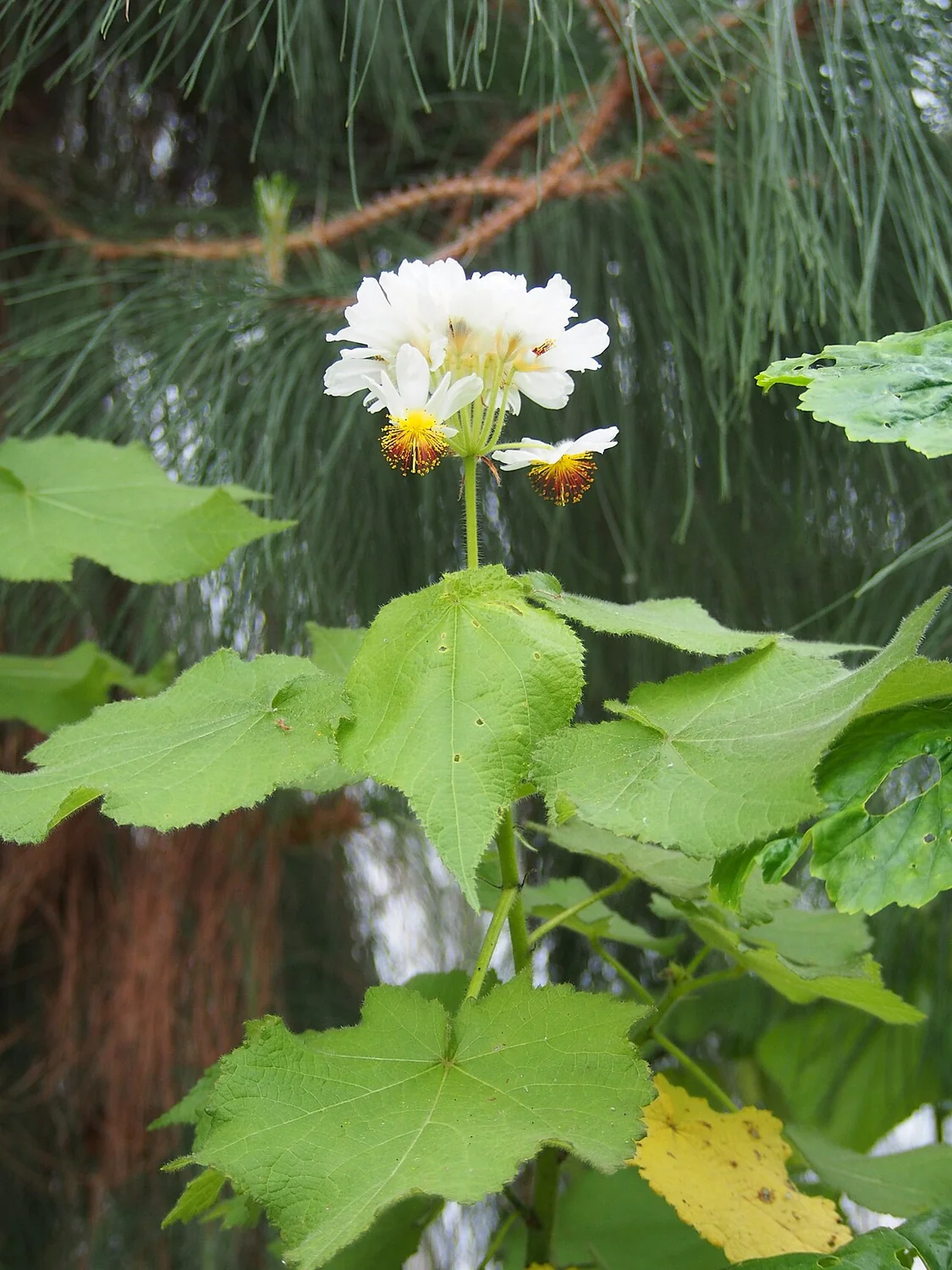 African Linden (Sparrmannia africana) in a real growing environment