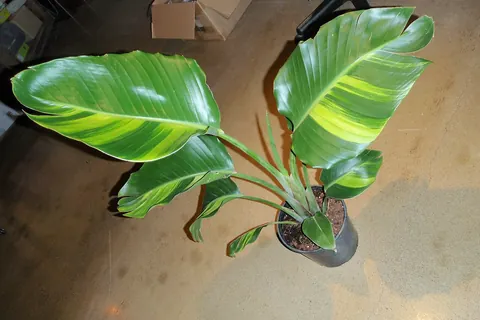 White Bird of Paradise (Strelitzia nicolai) in a real growing environment