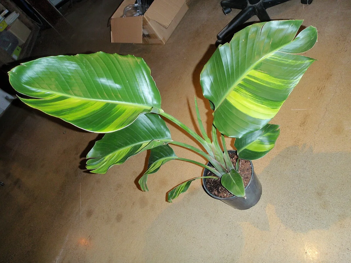 White Bird of Paradise (Strelitzia nicolai) in a real growing environment