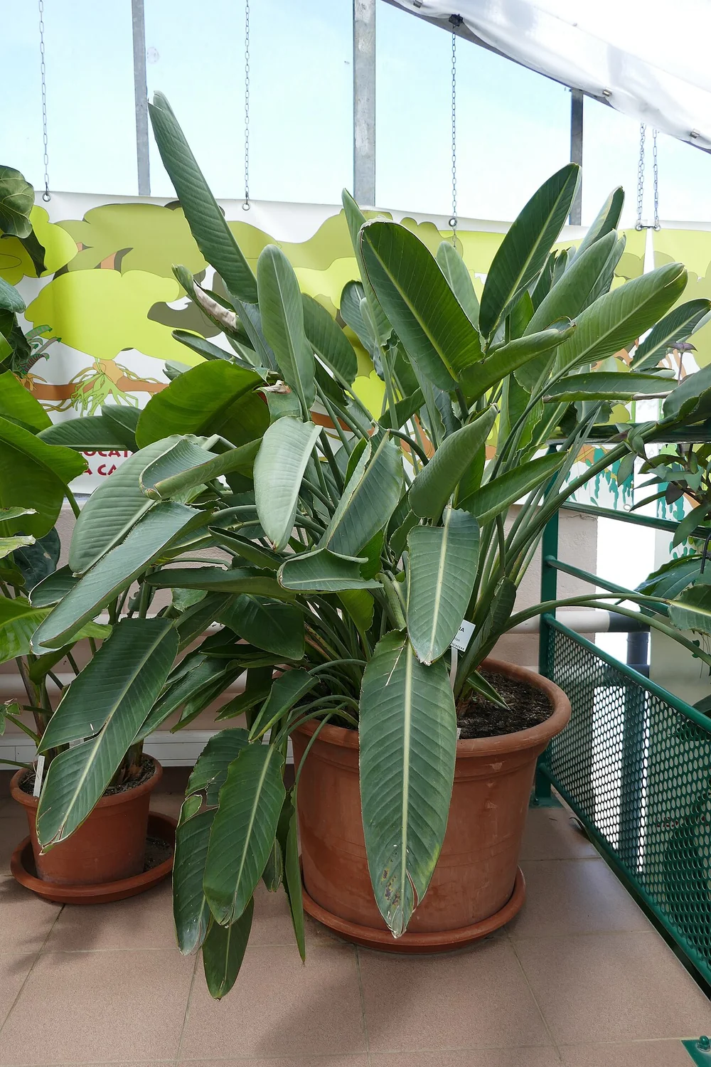 Orange Bird of Paradise (Strelitzia reginae) in a real growing environment