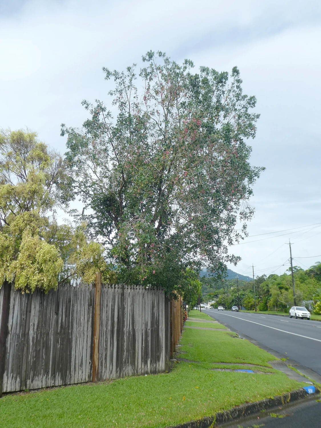 Brush Cherry Tree (Syzygium australe) in a real growing environment