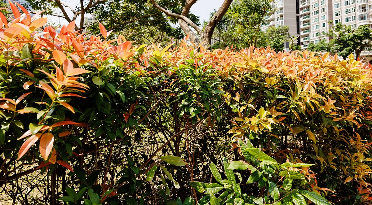 Magenta Lilly Pilly Tree (Syzygium paniculatum) in a real growing environment