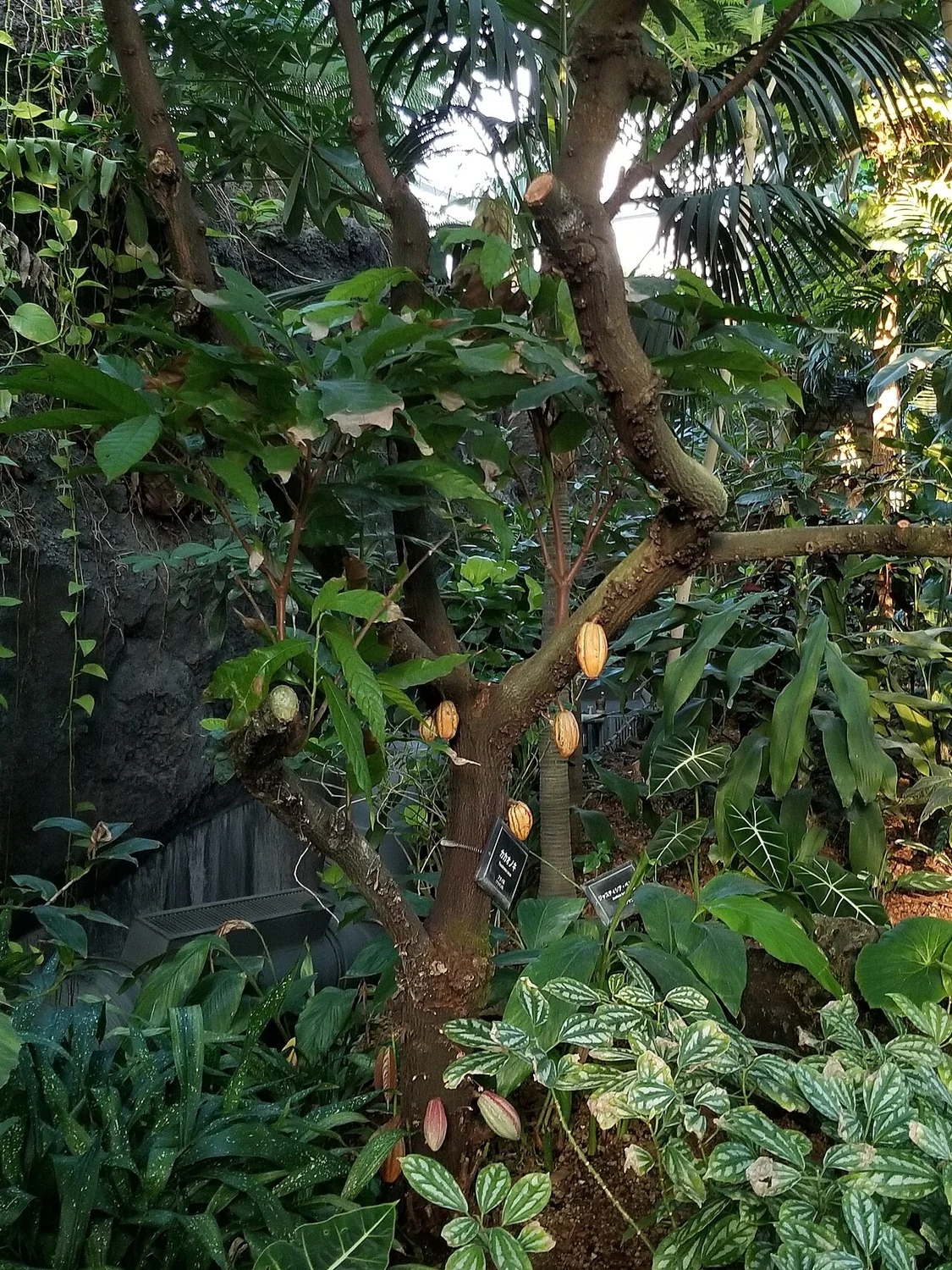 Cacao Tree (Theobroma cacao) in a real growing environment