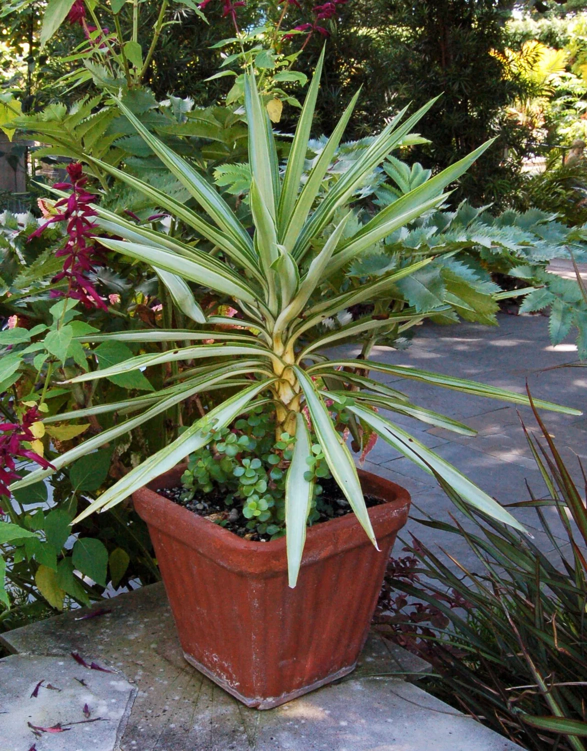 Spineless Yucca (Yucca gigantea) in a real growing environment