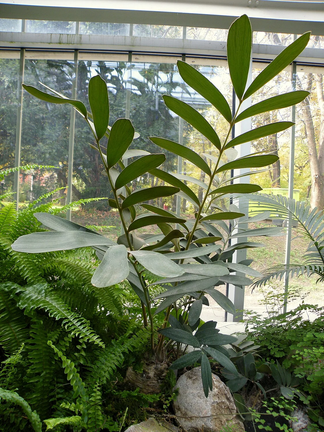 Cardboard Cycad (Zamia furfuracea) in a real growing environment